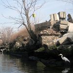 A heron on the Gowanus Canal